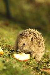Der Igel und der Apfel 