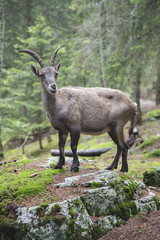 Naklejka na ściany i meble Female alpine ibex standing on a rock