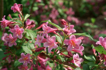 Weigela florida