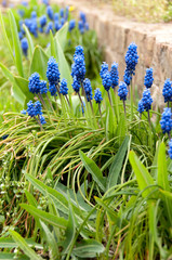 Grape Hyacinth