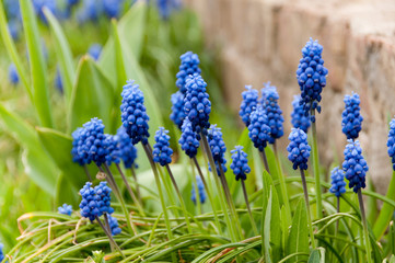 Grape Hyacinth