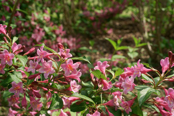 Weigela florida