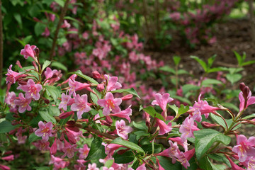 Weigela florida