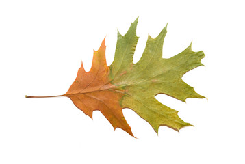 Dry autumn oak leaf on  over white