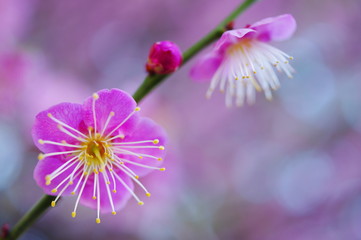 ピンクの梅の花（クローズアップ）