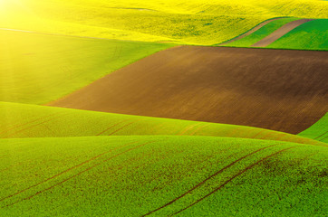 Rural landscape with green fields and waves, abstract natural sunny background with yellow rapeseed plants