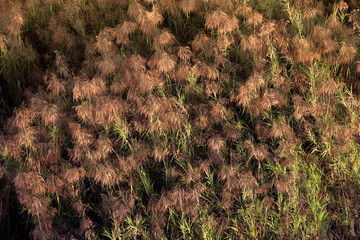 Reed in the swamp as background