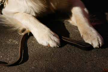 detail of seated golden retriever paws