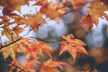 Maple, Texture of yellow, orange and red maple leaves full blossom in Autumn, Japan