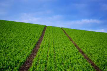 Spring field with growing young bean plants and blue sky - agricultural seasonal abstrct background