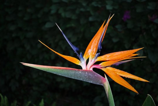 Bird of Paradise flower.