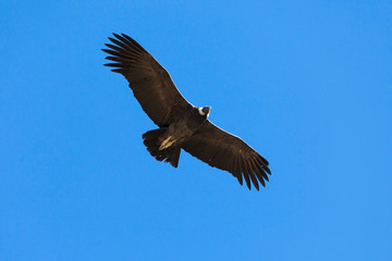 Fototapeta premium Condor flight