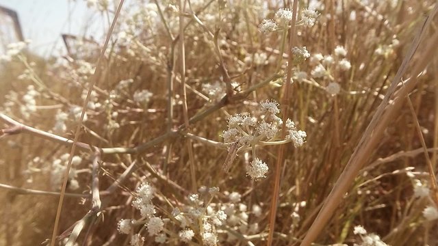 Spider Sitting in Thicket of Plants That Bloom Lush