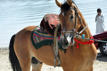 Obraz premium Afghan Horse