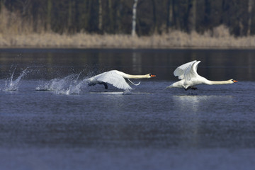 Höckerschwäne während der Paarungszeit
