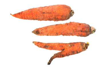 Three rotten, dry, dead carrot, isolated on white background.