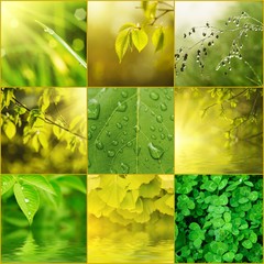 Collection from green and yellow sunny leaves and plants, natural eco spring background
