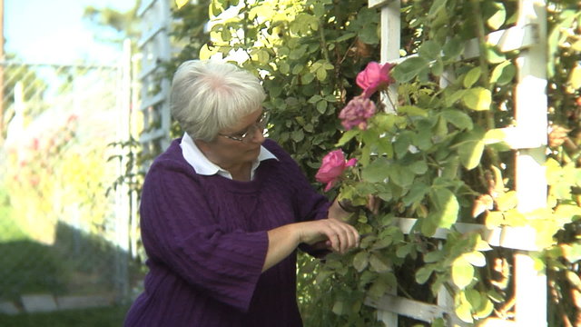Senior woman in rose garden