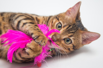 Bengal cat playing with pink toy on white background