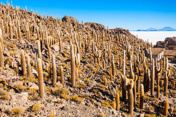 Fototapeta na wymiar Cactus Island, Uyuni