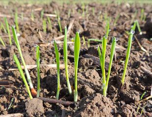 Close Up of seed on the field 