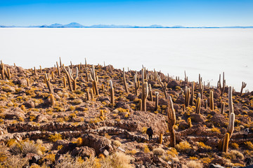Cactus Island, Uyuni