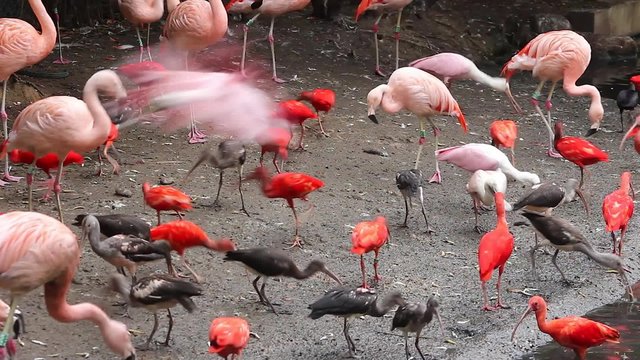Feeding Birds with Grain Seed at the Zoo (Pink Flamingos, Scarlet Ibis and Roseate Spoonbill)
