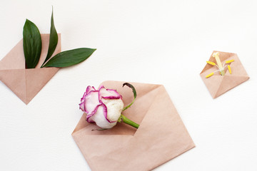 Three kraft envelopes with plants