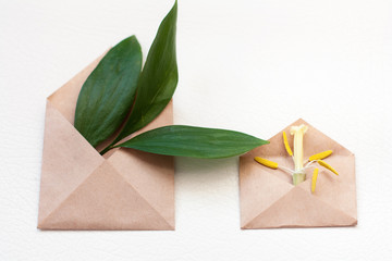 Two kraft envelopes with leaves and tulip pestle