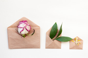 Three kraft envelopes with plants