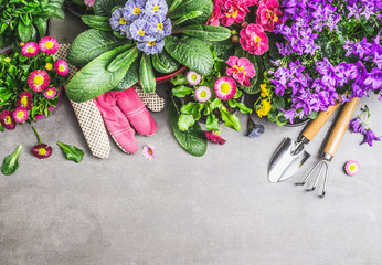 Gardening border with garden tools, gloves ,dirt and various flowers pots on gray stone concrete...