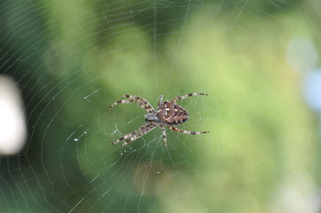 Kreuzspinne im Spinnennetz