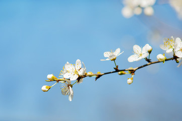 spring white tree flowers, bloosom