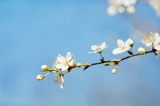 spring white tree flowers, bloosom