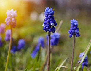 Blue spring flowers grape hyacinth on sunset background.