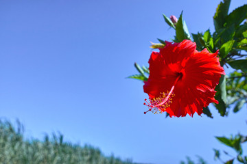 サトウキビ畑とハイビスカス