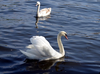 White swan on the water surface.