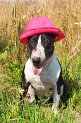 funny Bull Terrier Dog with a red hat on
