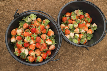 Strawberries harvested before ripe