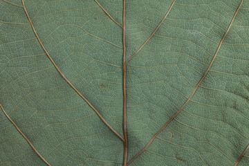 Surface leaves for background.