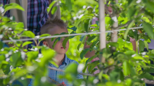 A young boy picking up apples in an apple orchard