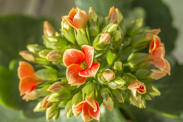 Obraz premium The flowers of Kalanchoe plants