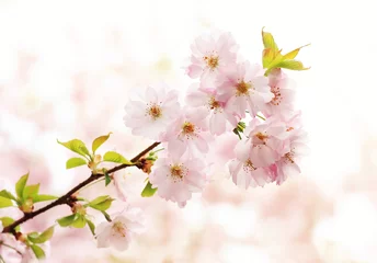 Photo sur Plexiglas Fleur de cerisier Kirschblütenzweig im Sonnenlicht