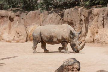 Obraz premium rinoceronte de lado en plano general