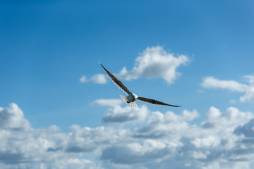 Mouette, Goéland, Bretagne 