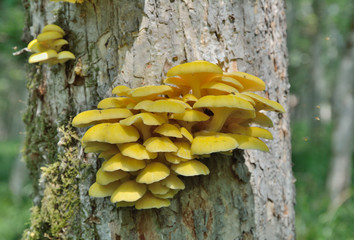Mushrooms on tree 7