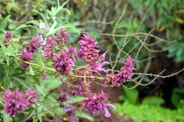 pink lilac blossoms in early spring time