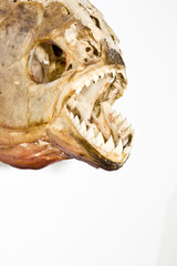 Obraz premium Pirahna Head Skull