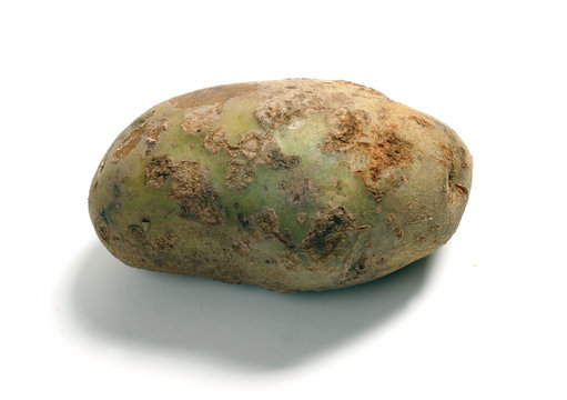 Potato scab