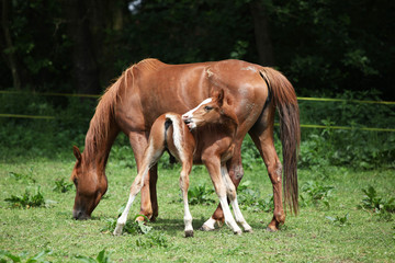 Obraz premium Beautiful mare with foal